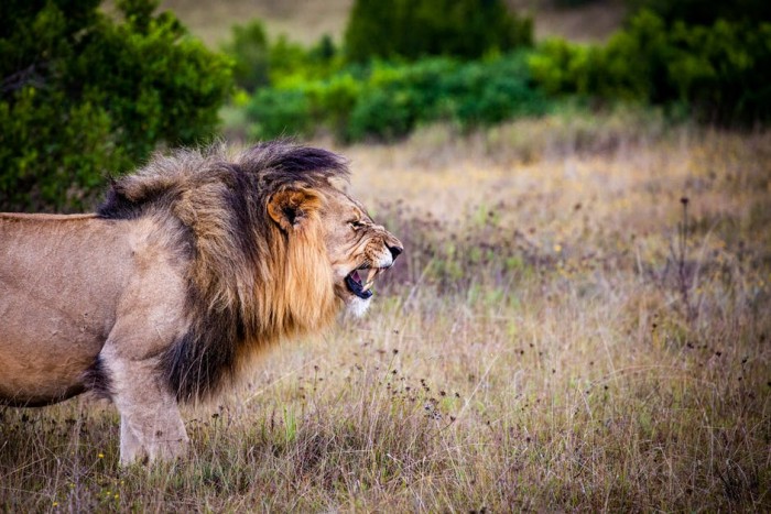 lion-predator-big-cat-cat-162093